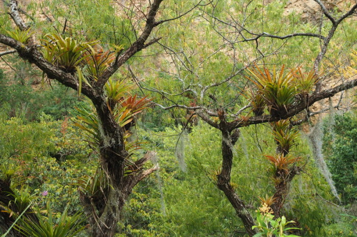 Peru -  Bromeliads were everywhere on the way to Leymebamba