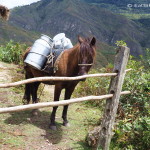 Mule carrying containers full of milk!