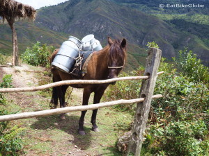 Mule carrying containers full of milk!