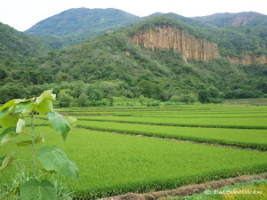 Rice paddies on our way to La Floresta