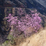I was surprised to see trees full of pink blossoms on the descent into Balsas