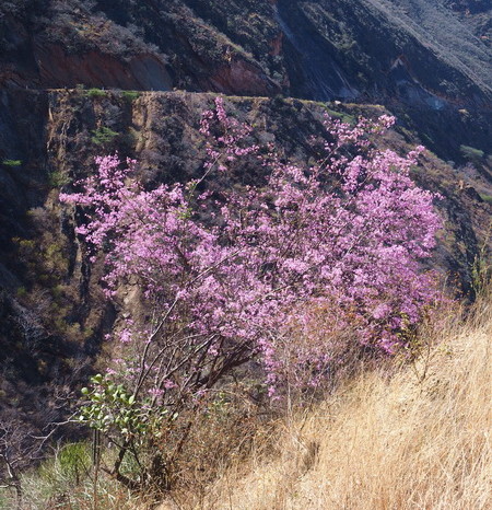 Peru - I was surprised to see trees full of pink blossoms on the descent into Balsas