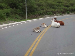 Cows on the road leaving San Ignacio
