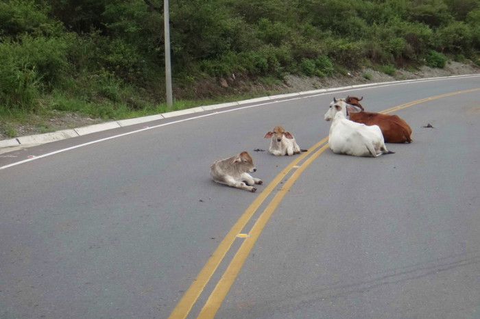 Peru - Cows on the road leaving San Ignacio