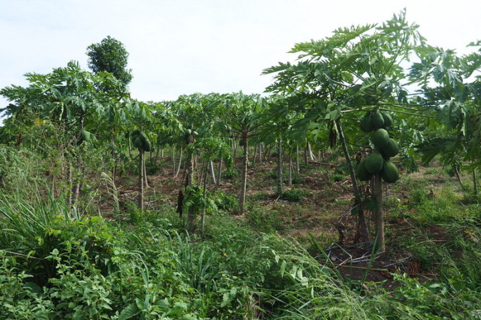 Peru - Papaya trees on the way to La Floresta