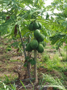 Papaya trees on the way to La Floresta