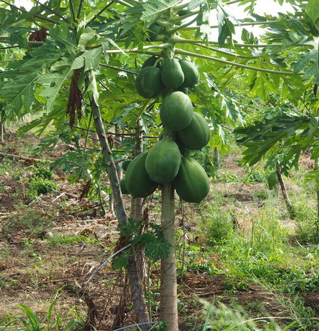 Peru - Papaya trees on the way to La Floresta