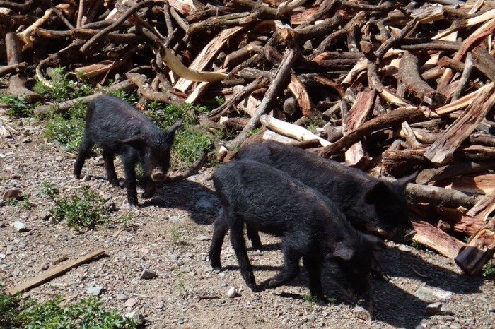 Peru - Three little pigs!