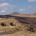 Vicuña (wild South American camelids - a member of the camel family)