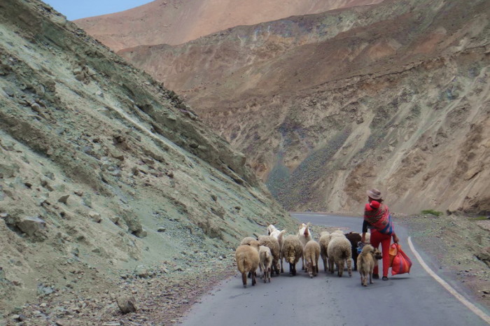 Peru  - Shepherdess on the way to Estacion Chuquicara