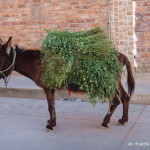 This donkey was carrying guinea pig food!