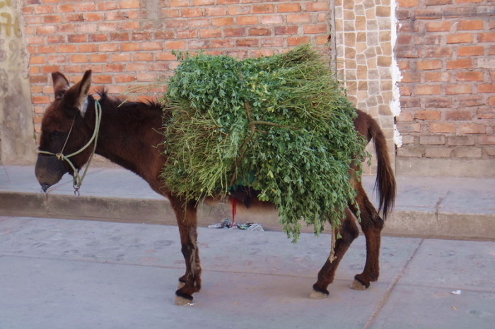 Peru  - This donkey was carrying guinea pig food!