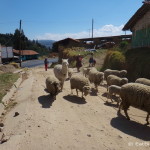 We immediately faced a traffic jam on the road to Angasmarca!