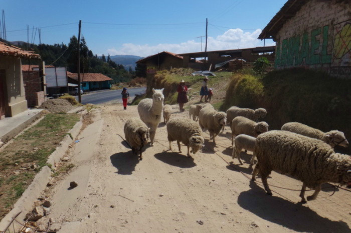 Peru  - We immediately faced a traffic jam on the road to Angasmarca!