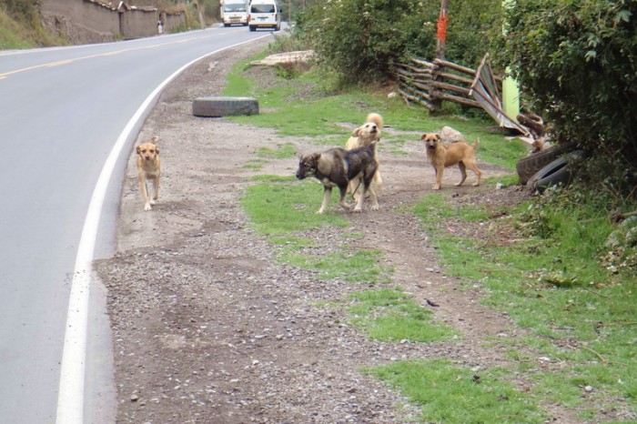 Peru - Lucky us ... only 4 aggressive dogs this time!