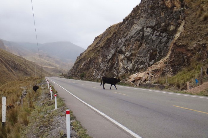 Peru - Cow crossing!