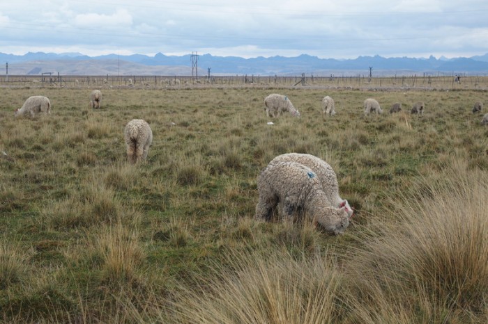 Peru - Sheep on our way to Junin