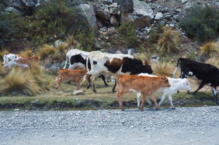 Peru - Cattle crossing!