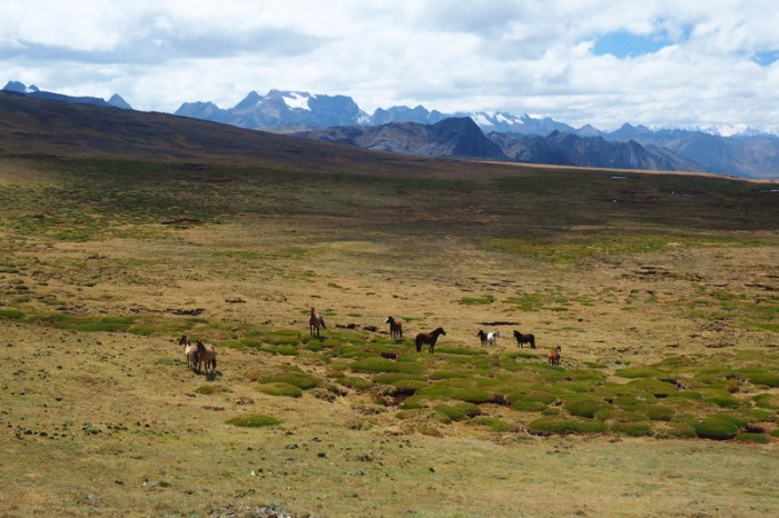 Peru - Horses grazing along the Pastoruri Highway