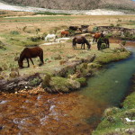 The official campsite 2 hours from Punta Union was home to an array of horses and cows