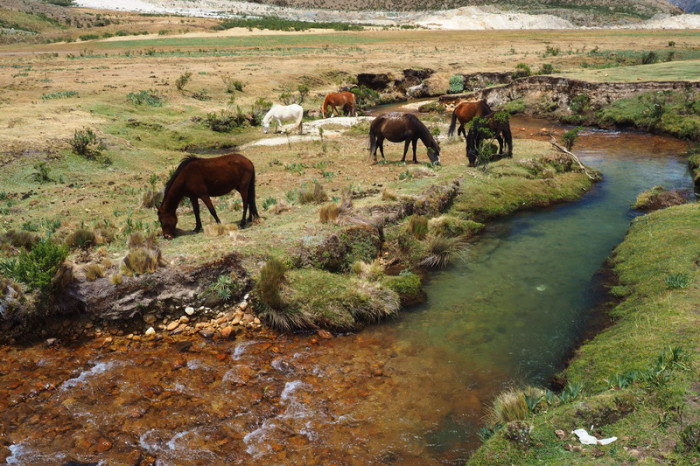 Santa Cruz Trek - The official campsite 2 hours from Punta Union was home to an array of horses and cows