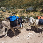 We stopped to watch these heavily laden donkeys make their way up the path