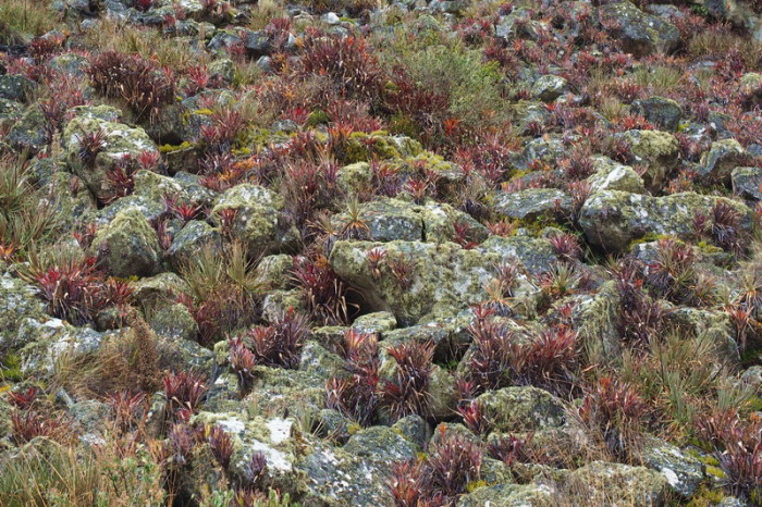 Santa Cruz Trek - Bromeliads decorated the mountain side