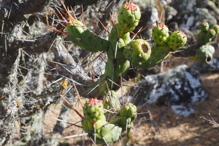Santa Cruz Trek - Cacti on the way to Cashapampa