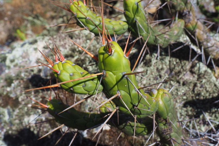 Santa Cruz Trek - Cacti on the way to Cashapampa