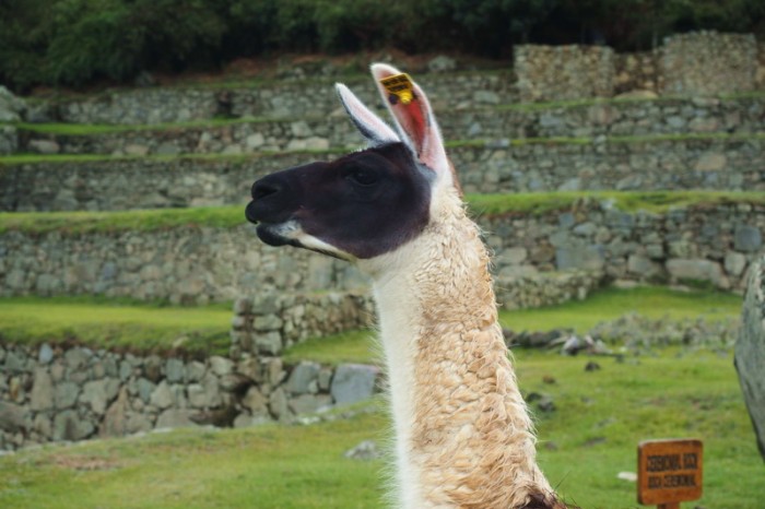 Peru - We were surprised to see llamas at Machu Picchu