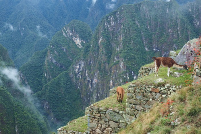 Peru - We were surprised to see llamas on the terraces at Machu Picchu