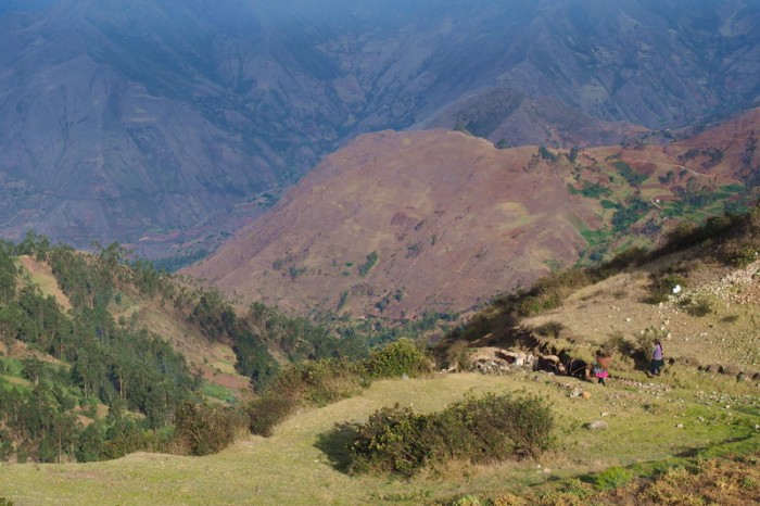 Peru - Shepherdesses herding their flock