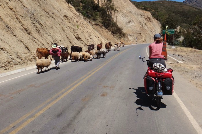 Peru - We passed lots of shepherdesses herding an assortment of livestock!