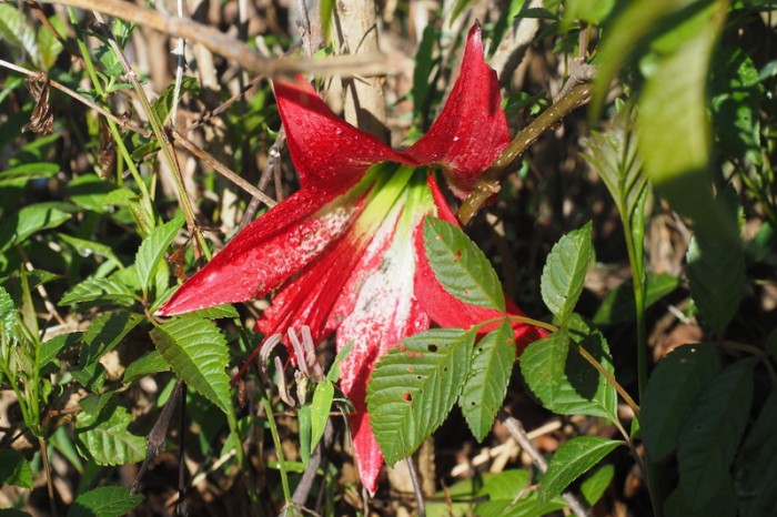 Peru - Day 2: Beautiful red flower on the way to Choquequirao