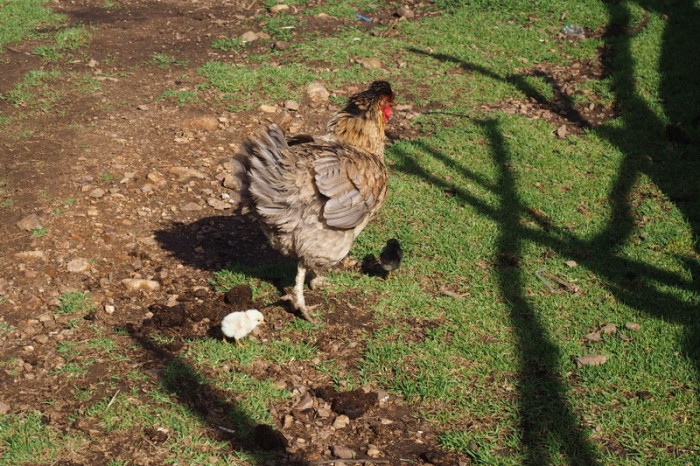Peru - Day 2: This chicken and her 2 chicks followed us through Marampata