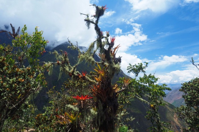 Peru - Day 2: Moss covered foliage at Choquequirao