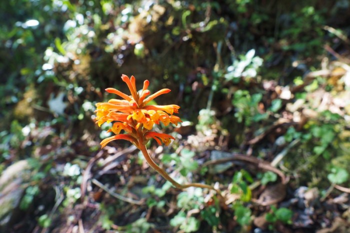Peru - Day 2: Beautiful flower at Choquequirao