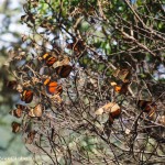 Day 2: Cluster of butterflys at Choquequirao
