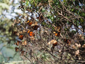Day 2: Cluster of butterflys at Choquequirao