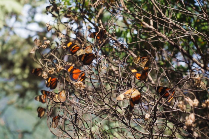 Peru - Day 2: Cluster of butterflys at Choquequirao