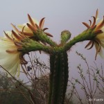 Day 3: Beautiful flowering cacti