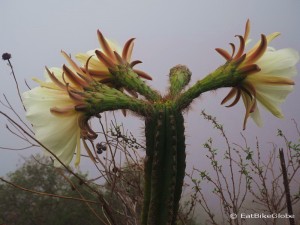 Day 3: Beautiful flowering cacti