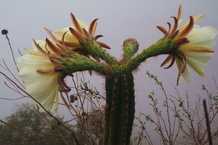 Peru - Day 3: Beautiful flowering cacti