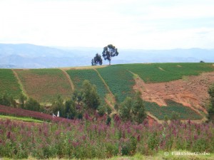 Agricultural scenes on the way to Ocros