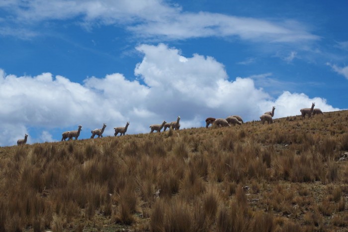 Peru - Above 4000m we came across herds of alpacas!