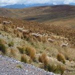 Above 4000m we came across herds of alpacas!