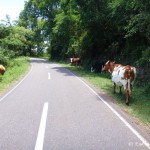 We were constantly dodging animals on Highway 9 ... this time cows!