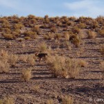 Fox, near the Salinas Grandes