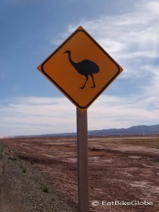 Emus ahead?! This isn't actually an emu (as we thought at first), but a "Rhea" - a flightless bird related to the emu and ostrich!