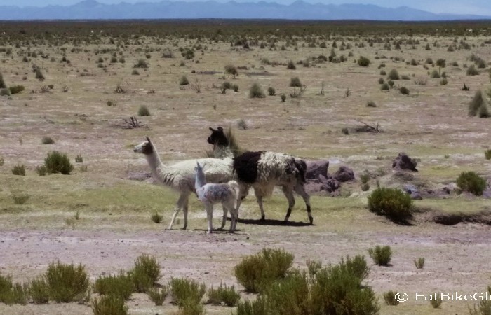 Bolivia - We spotted this little llama family on the way to Huachacalla